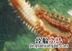 海蜈蚣干做法大全 海蜈蚣干做法大全视频