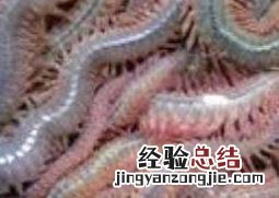 海蜈蚣干做法大全 海蜈蚣干做法大全视频