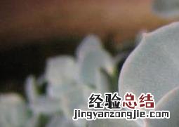 宝石花怎么养才长得好 宝石花怎么养