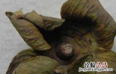 柿蒂的功效与作用 柿蒂的功效与作用的功能与主治
