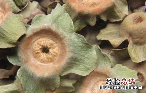 柿蒂的功效与作用 柿蒂的功效与作用的功能与主治