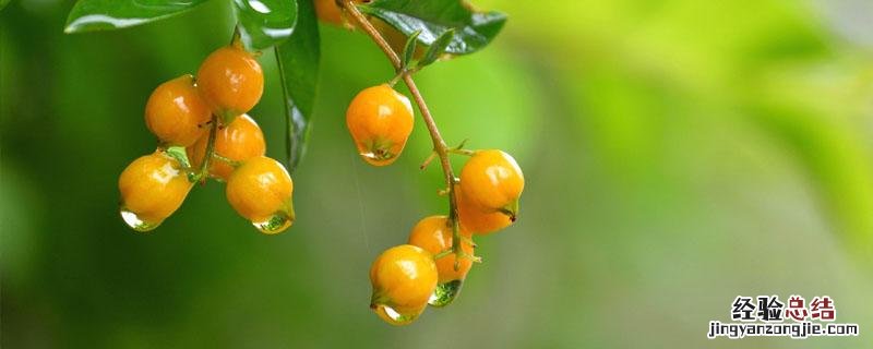 华西秋雨对苹果生产的影响 华西秋雨对农业生产的影响