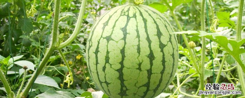 膨大剂对人体有害吗 水果膨大剂对人体有害吗