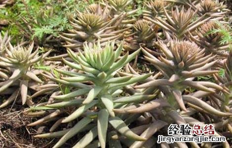 瓦松的功效与作用 瓦松的功效与作用图片