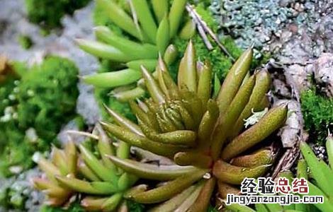 瓦松的功效与作用 瓦松的功效与作用图片