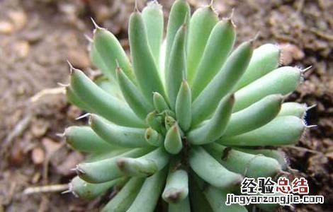 瓦松的功效与作用 瓦松的功效与作用图片