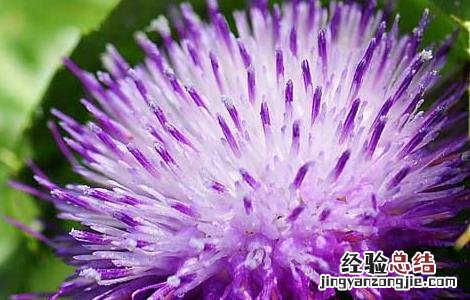 水飞蓟的功效与作用 水飞蓟宾胶囊的功效与作用