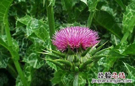 水飞蓟的功效与作用 水飞蓟宾胶囊的功效与作用