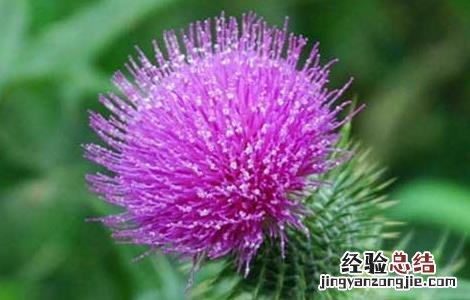 水飞蓟的功效与作用 水飞蓟宾胶囊的功效与作用