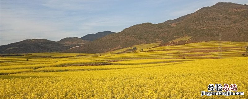 油菜壳可以喂羊吗 油菜壳可以喂猪吗