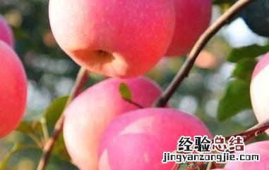 每天吃苹果的最佳时间是几点 每天吃苹果的最佳时间