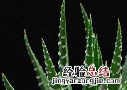 条纹十二卷图片大全 条纹十二卷图片