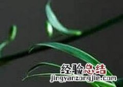 吊兰开花好不好 吊兰开花好不好看