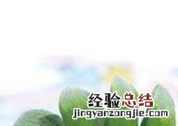 多肉玉扇怎么养才有根 多肉玉扇怎么养