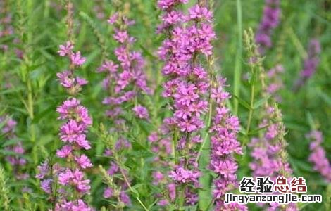 千屈菜的功效与作用 千屈菜的功效与作用禁忌