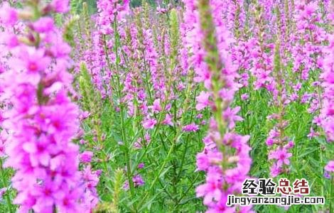 千屈菜的功效与作用 千屈菜的功效与作用禁忌