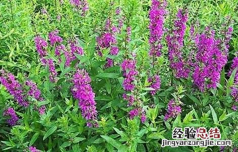 千屈菜的功效与作用 千屈菜的功效与作用禁忌