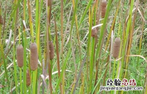蒲黄的功效与作用 蒲黄的功效与作用禁忌