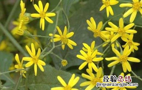 千里光的功效与作用 千里光的功效与作用及副作用