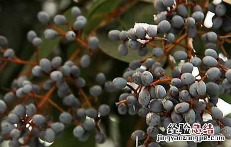 女贞子有哪些副作用 女贞子有什么副作用