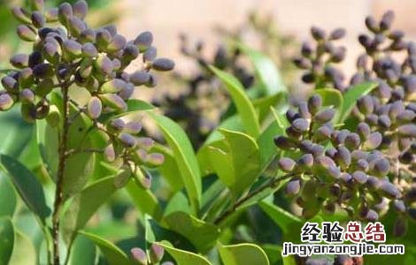 女贞子有哪些副作用 女贞子有什么副作用
