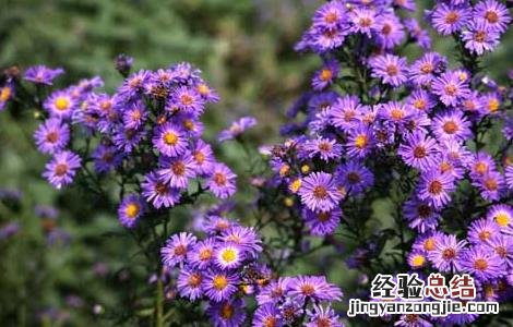 蜜紫菀的功效与作用的功能与主治与用量 蜜紫菀的功效与作用