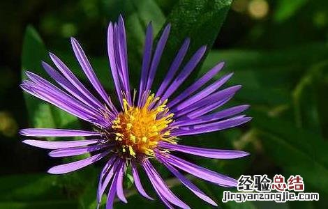 蜜紫菀的功效与作用的功能与主治与用量 蜜紫菀的功效与作用