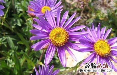 蜜紫菀的功效与作用的功能与主治与用量 蜜紫菀的功效与作用