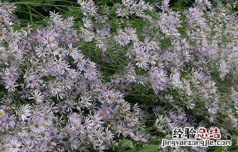 蜜紫菀的功效与作用的功能与主治与用量 蜜紫菀的功效与作用