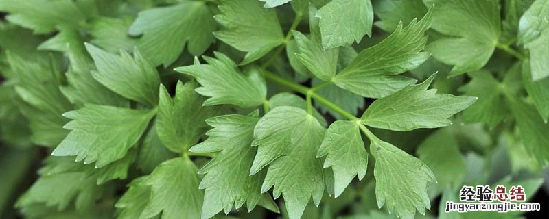 川芎田除草 川芎苗后用什么除草