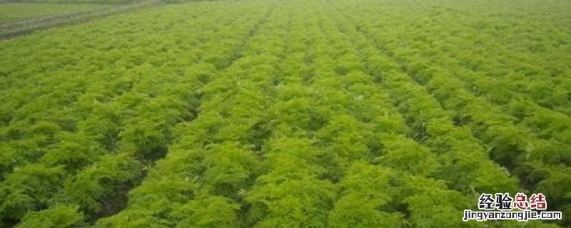 种植川芎需要什么肥料做底肥 川芎苗田可以施底肥吗