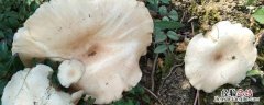 怎样用玉米芯养蘑菇 用玉米芯种植蘑菇方法和步骤