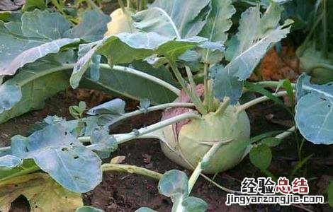 蔓菁的功效与作用 蔓菁的功效与作用图片