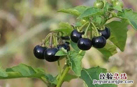 龙葵根的功效与作用 龙葵的功效与作用