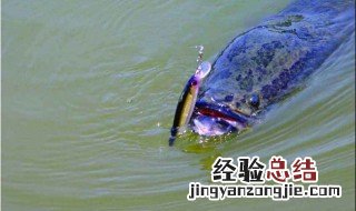 路亚黑鱼用什么假饵 路亚黑鱼用什么拟饵好