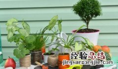 植物的好处和坏处 植物的好处有什么