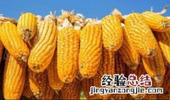 鸡翅玉米怎么做好吃又简单 玉米怎么做好吃又简单