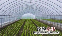 提高大棚光合作用的方法 如何提高大棚光合作用