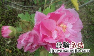 木末芙蓉花作用 木芙蓉花药用价值