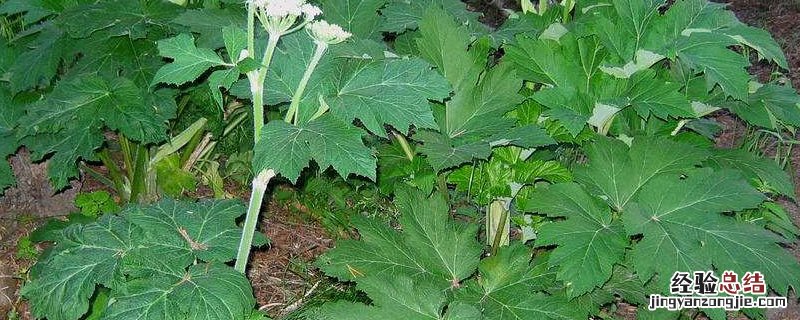 白芷有什么用 白芷有什么用途和作用