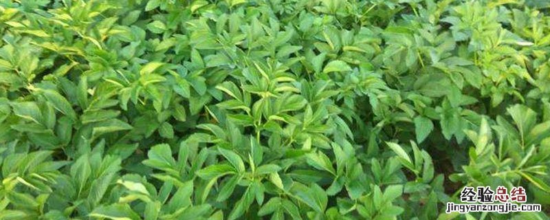 白芷苗后专用除草剂 白芷苗后用什么药除草