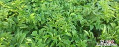 白芷苗后专用除草剂 白芷苗后用什么药除草