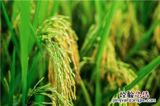 袁隆平超级杂交稻平均亩产1004.83公斤！具体什么情况？看详情！