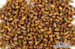 决明子对人体的危害 决明子的危害有哪些