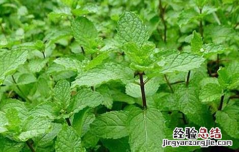 留兰香的功效与作用 留兰香的功效与作用与薄荷的区别