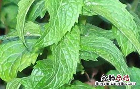 留兰香的功效与作用 留兰香的功效与作用与薄荷的区别