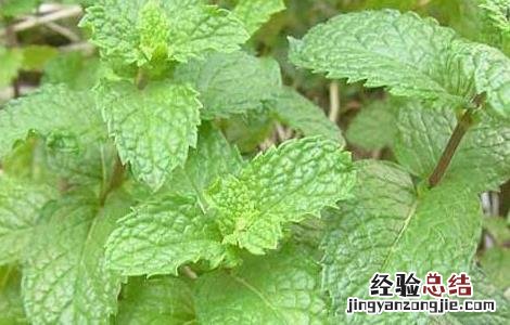 留兰香的功效与作用 留兰香的功效与作用与薄荷的区别