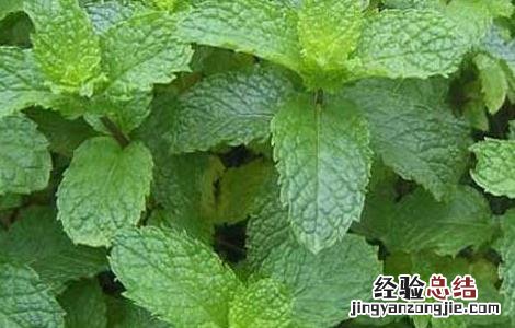 留兰香的功效与作用 留兰香的功效与作用与薄荷的区别