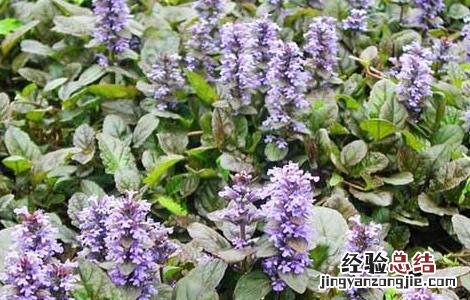 筋骨草的功效与作用 筋骨草的功效与作用及禁忌