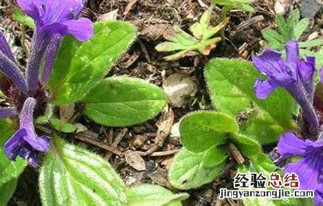 筋骨草的功效与作用 筋骨草的功效与作用及禁忌